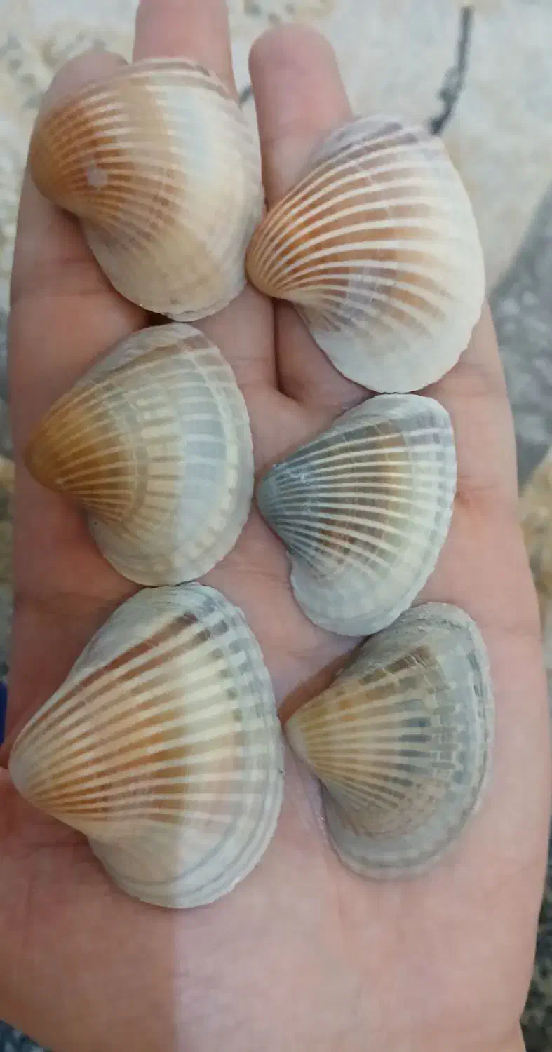 صدف دریا|ماهی|تهران, منیریه|دیوار