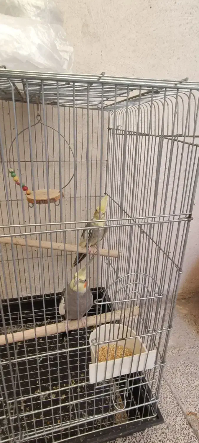 عروس هلندی جفت|پرنده|پاکدشت, پاکدشت (مامازند)|دیوار