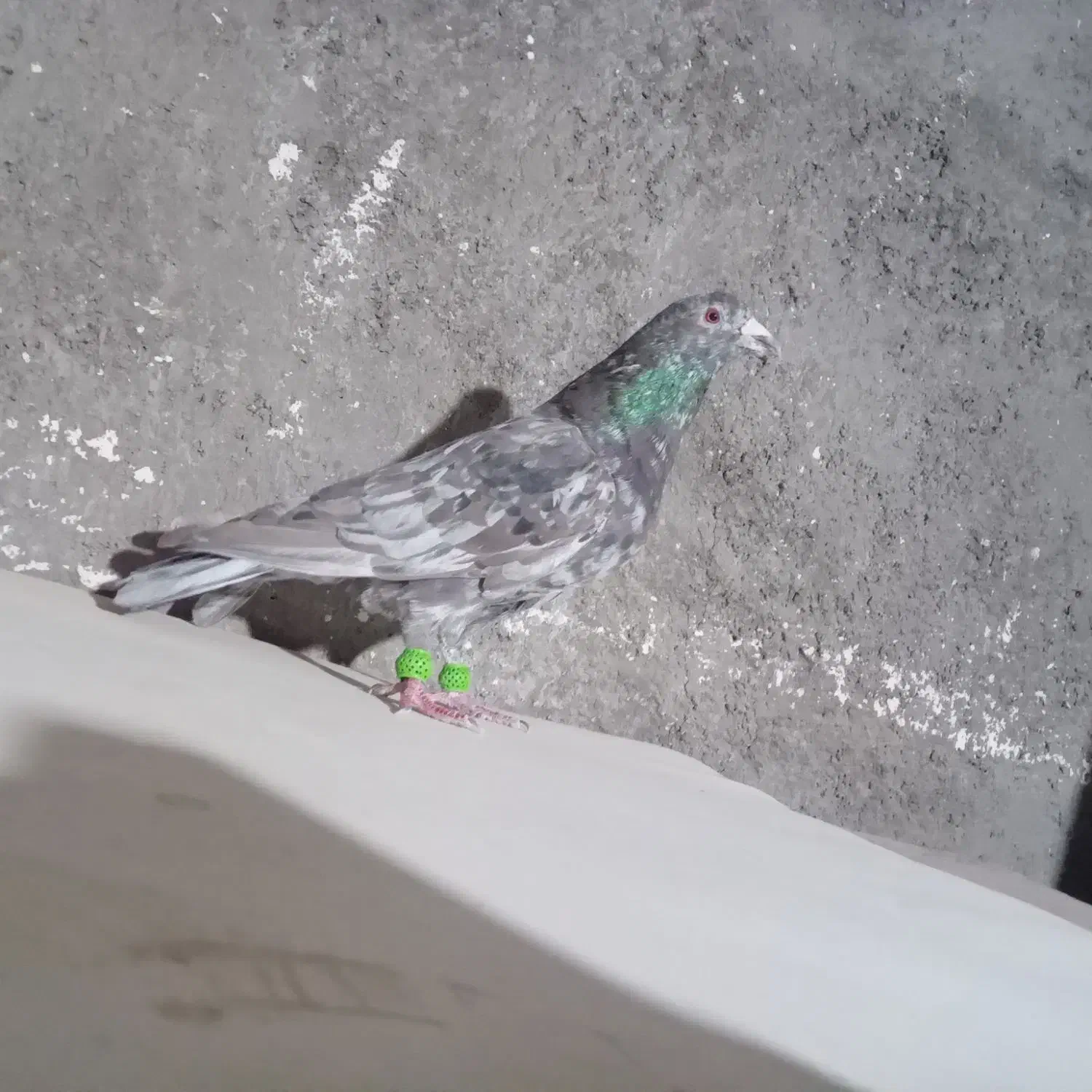 نرسار|پرنده|تربت‌حیدریه, کاشانی|دیوار