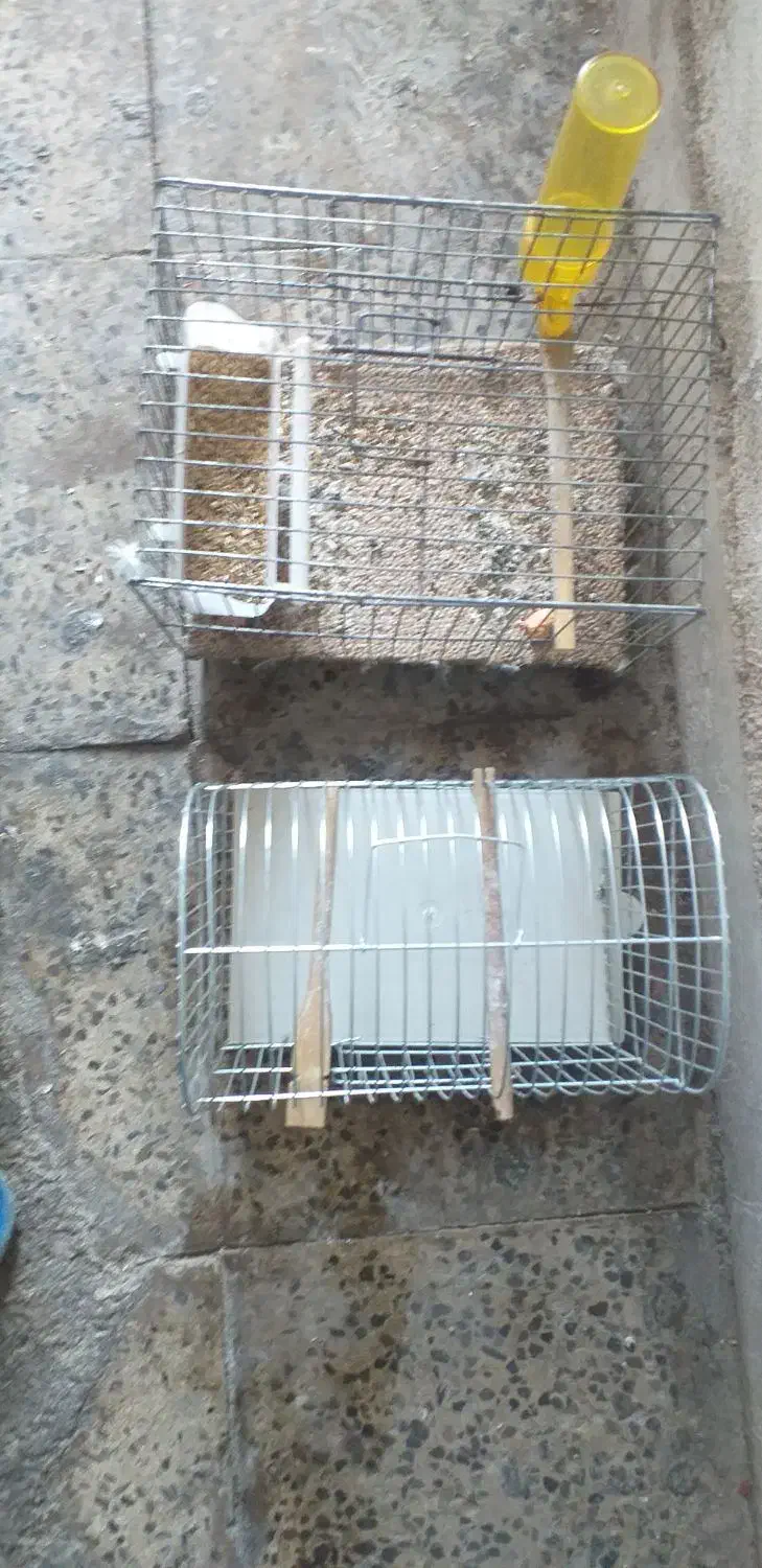 قفس پرنده|لوازم جانبی حیوانات|ایلام, |دیوار