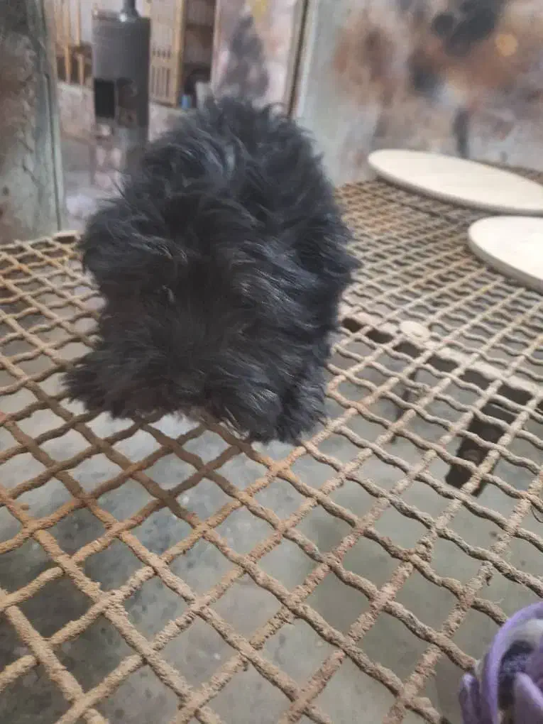 دوعددسگ شیتزوماده|سگ|شیراز, سلطان آباد|دیوار