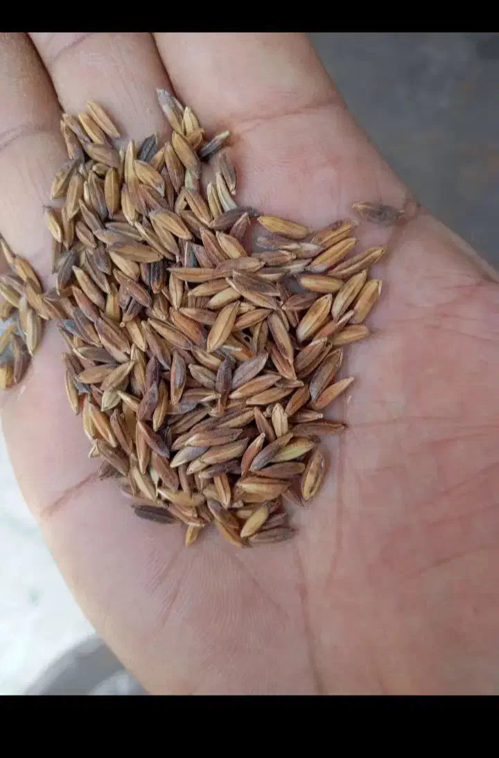 شلب اشتر شلتوک|خدمات باغبانی و درختکاری|حمیدیه, |دیوار