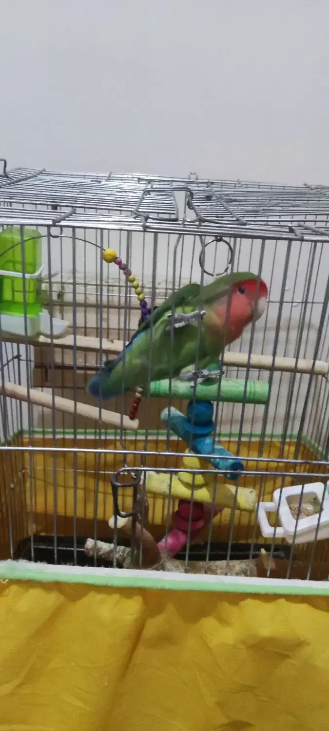 طوطی برزیلی جفت،خیلی خوش رنگ|پرنده|مشکیندشت, |دیوار