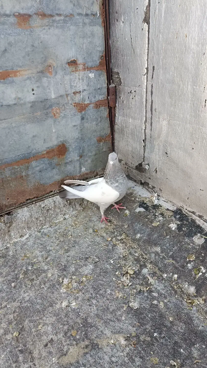 کفتر سینه سونی ماده|پرنده|شیراز, کوشک میدان|دیوار