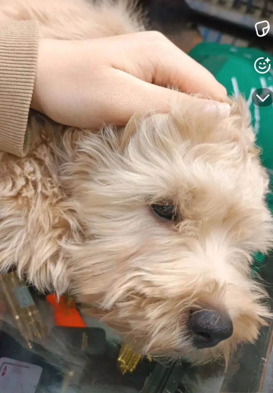 سگ خانگی|سگ|قم, هفت تیر|دیوار