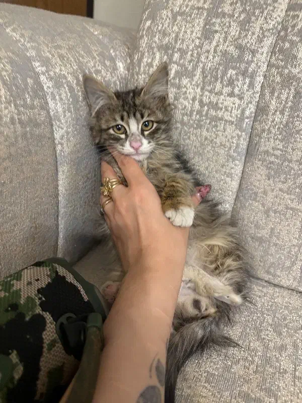 واگذاری گربه|گربه|تهران, درب دوم|دیوار