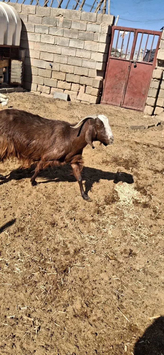 فروش بز چاق|حیوانات مزرعه|حنا, |دیوار