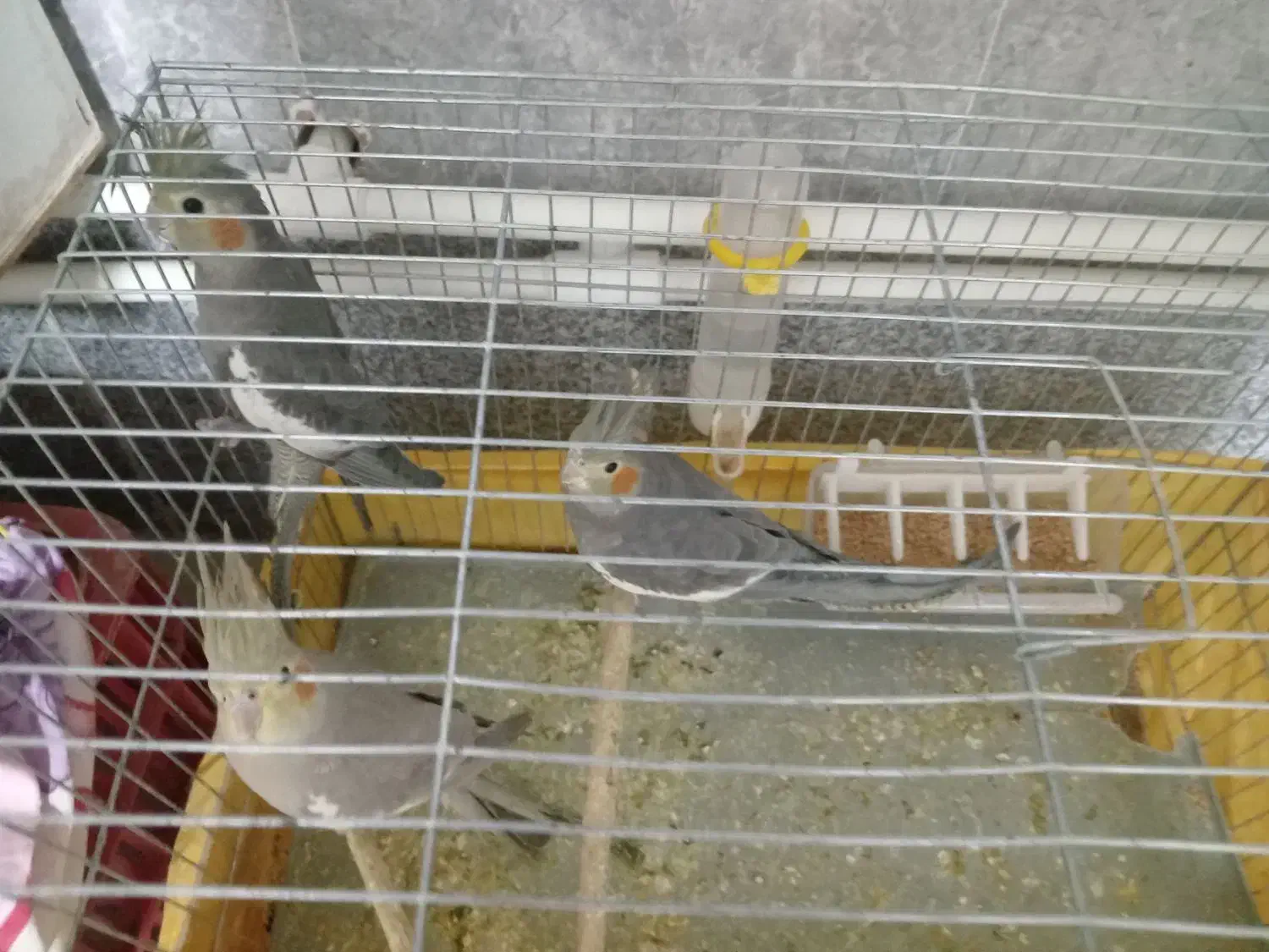 عروس هلندی|پرنده|تسوج, |دیوار