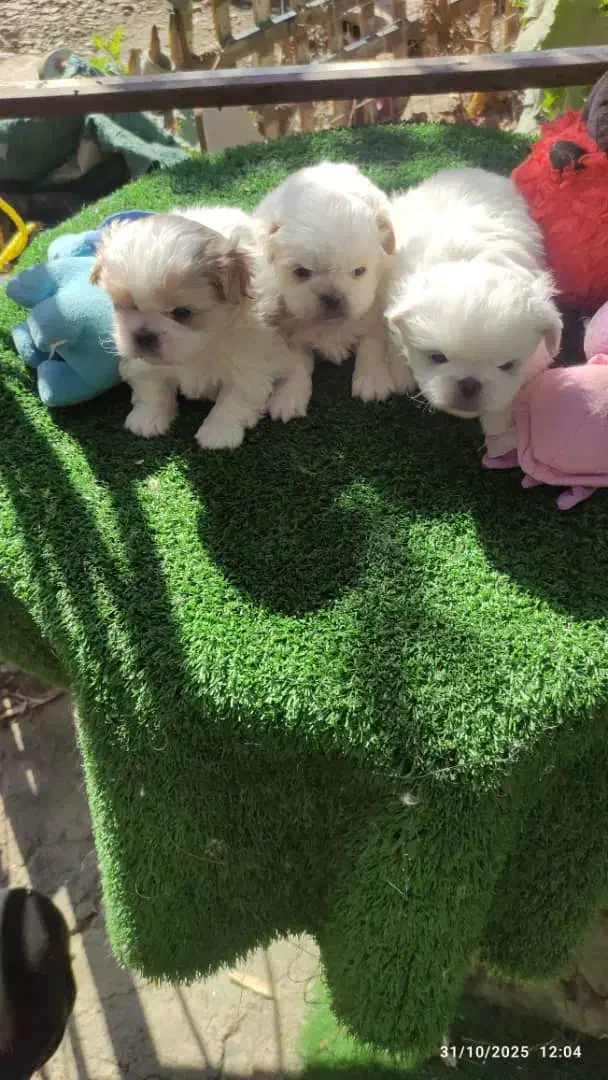 توله پکنیز نر و ماده|سگ|فردیس, قریشی|دیوار