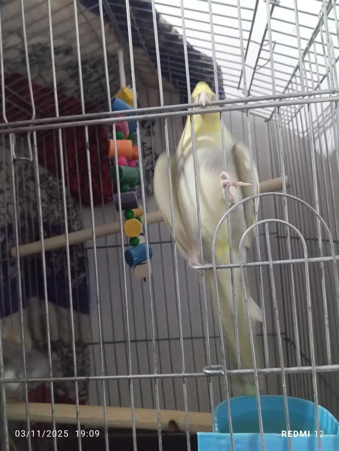 عروس هلندی|پرنده|بندرعباس, |دیوار