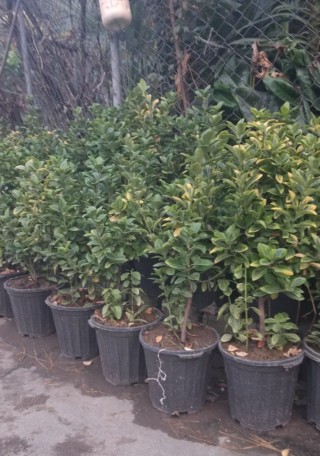 تعدادی  گل یاس و شمشاد طلایی با گلدان|گل و گیاه طبیعی|رحیم‌آباد, |دیوار