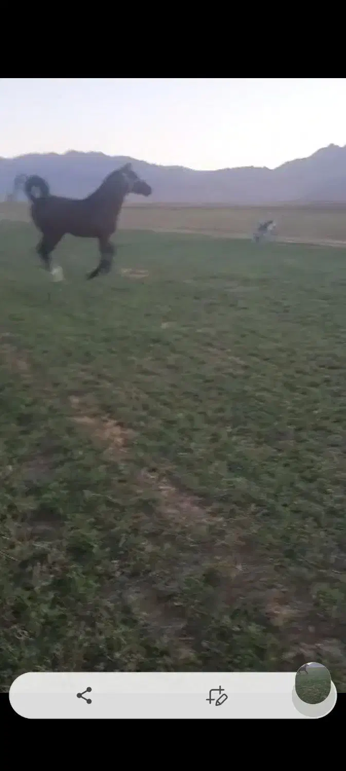 فروش اسب نریان دره شوری|اسب و تجهیزات اسبسواری|جونقان, |دیوار