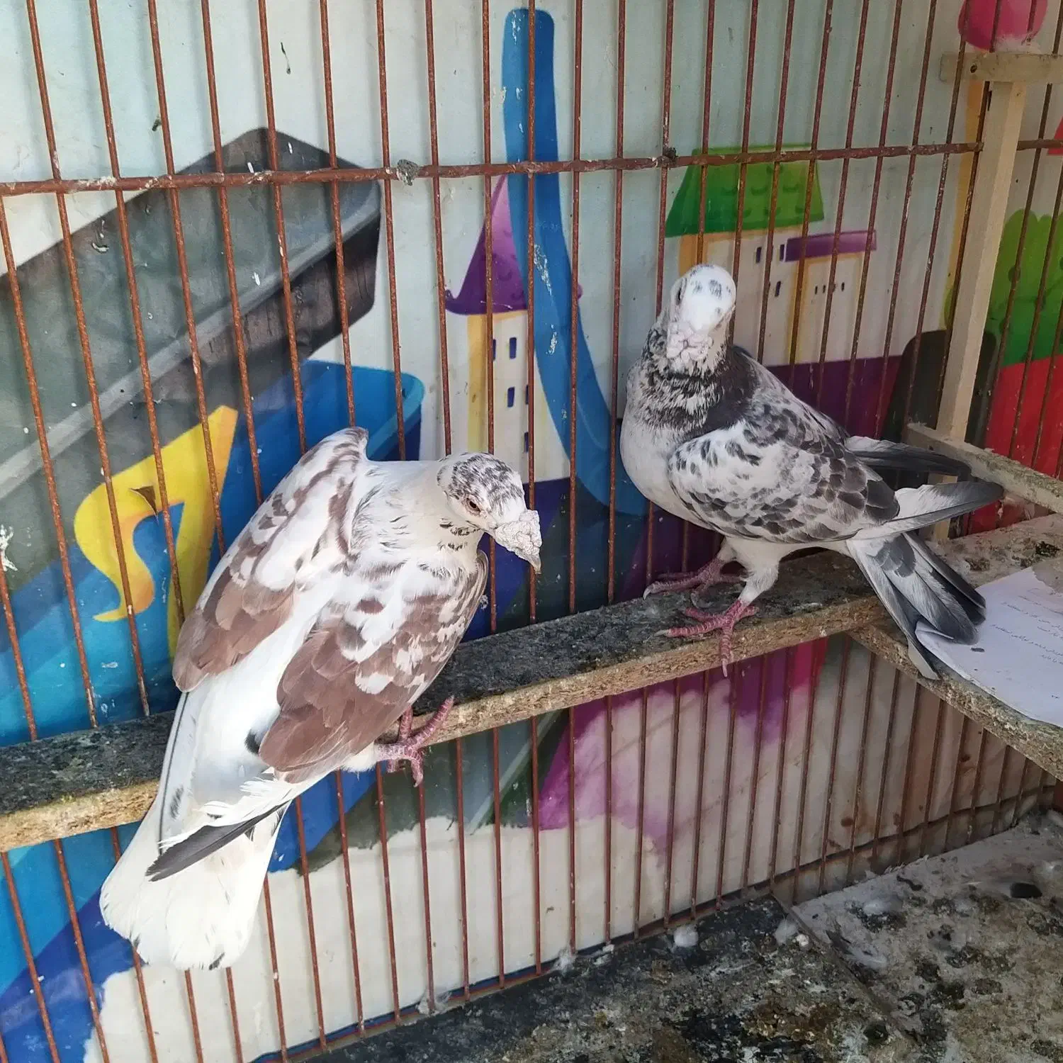 سوسکی،زرد،سینه|پرنده|مشهد, سرافرازان|دیوار