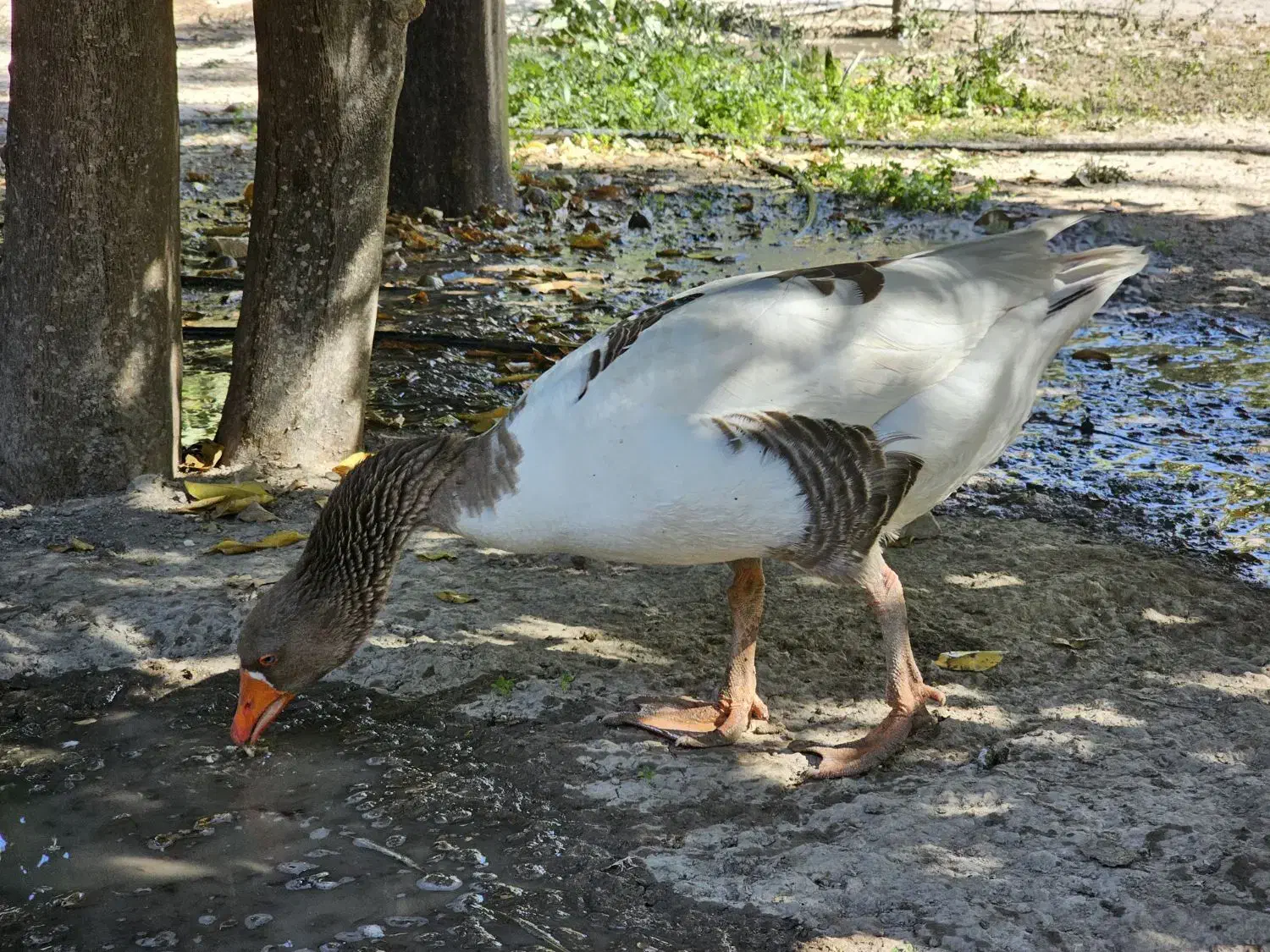 تعداد ۱۵ عدد غاز خانگی درشت|حیوانات مزرعه|کازرون, |دیوار