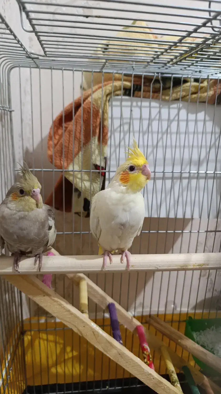 دو عدد جوجه عروس هلندی|پرنده|فردیس, شهرک شهید حسینی|دیوار