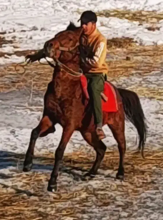 اسب کوردی|اسب و تجهیزات اسب‌سواری|سیلوانه, |دیوار