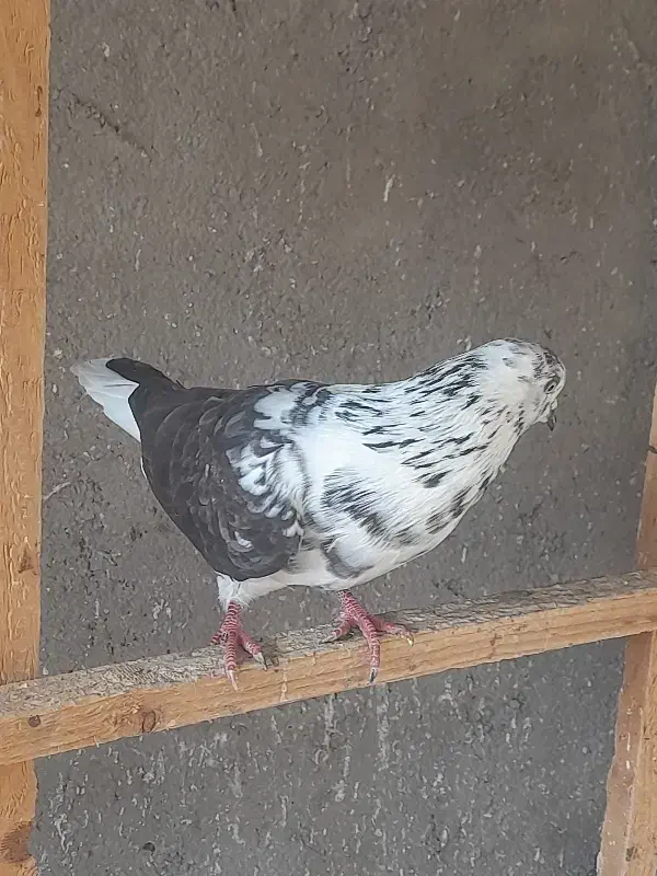 کبوتر پروازی|پرنده|فومن, |دیوار