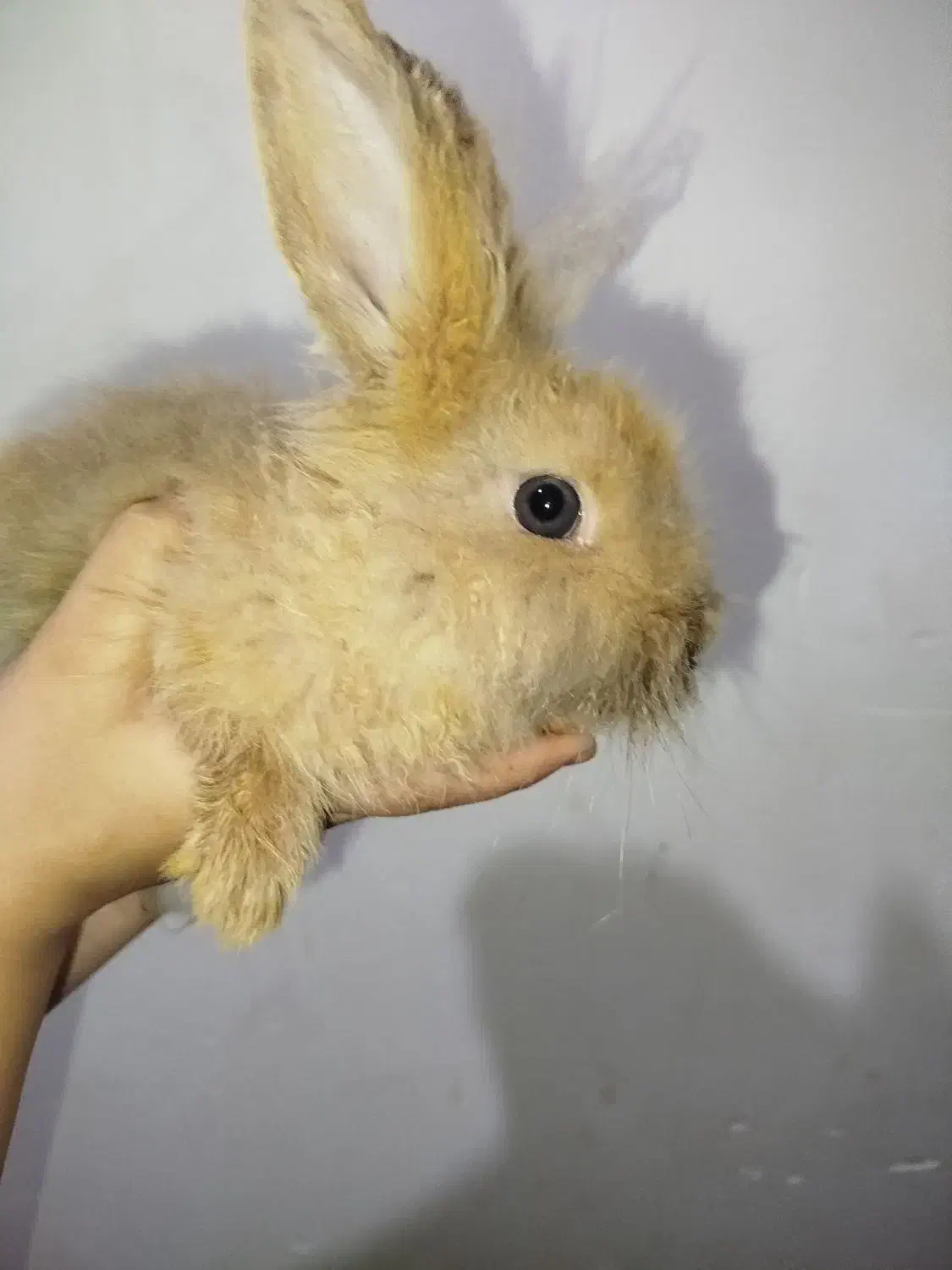 خرگوش لوپ|موش و خرگوش|سبزوار, شرق کال جنوبی (شمس آبادی)|دیوار