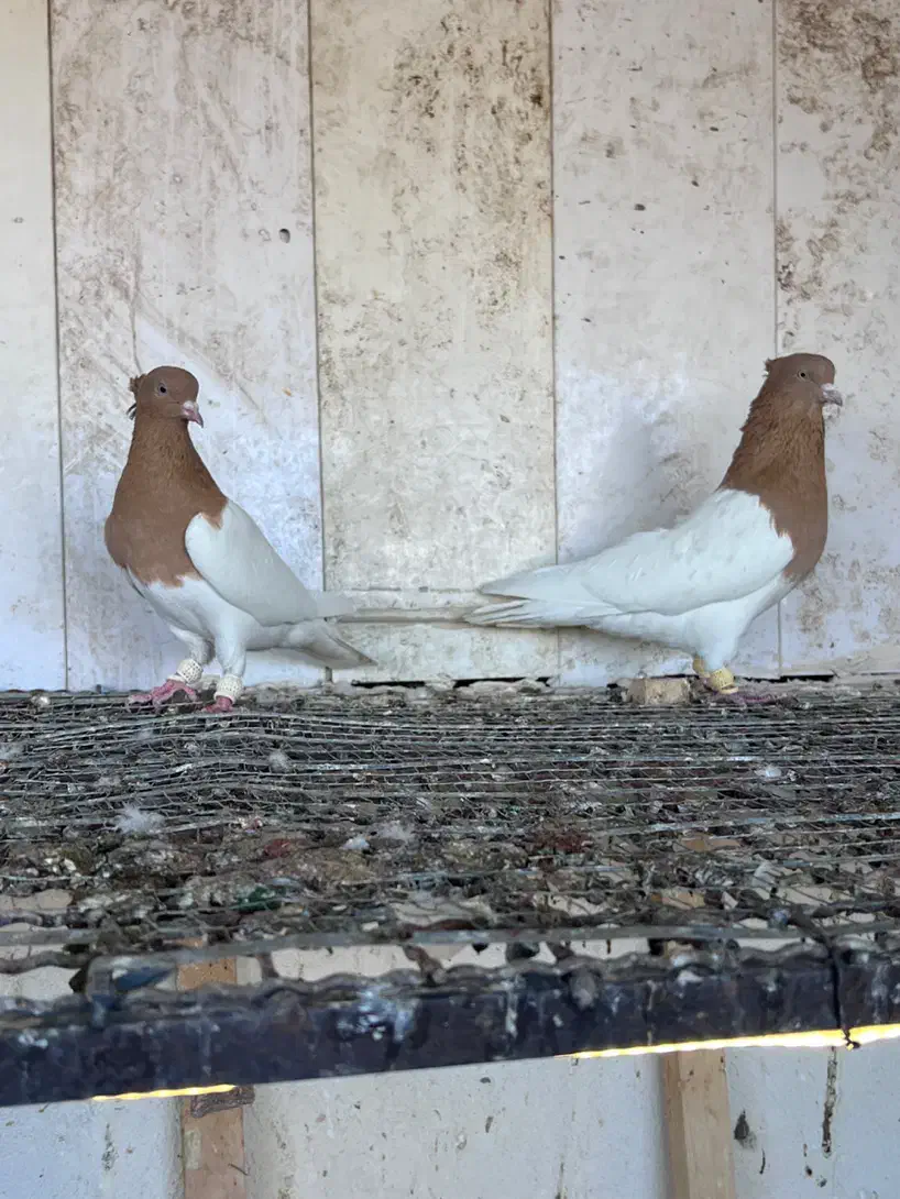 کفتر کله زرد|پرنده|مشهد, هفده شهریور|دیوار