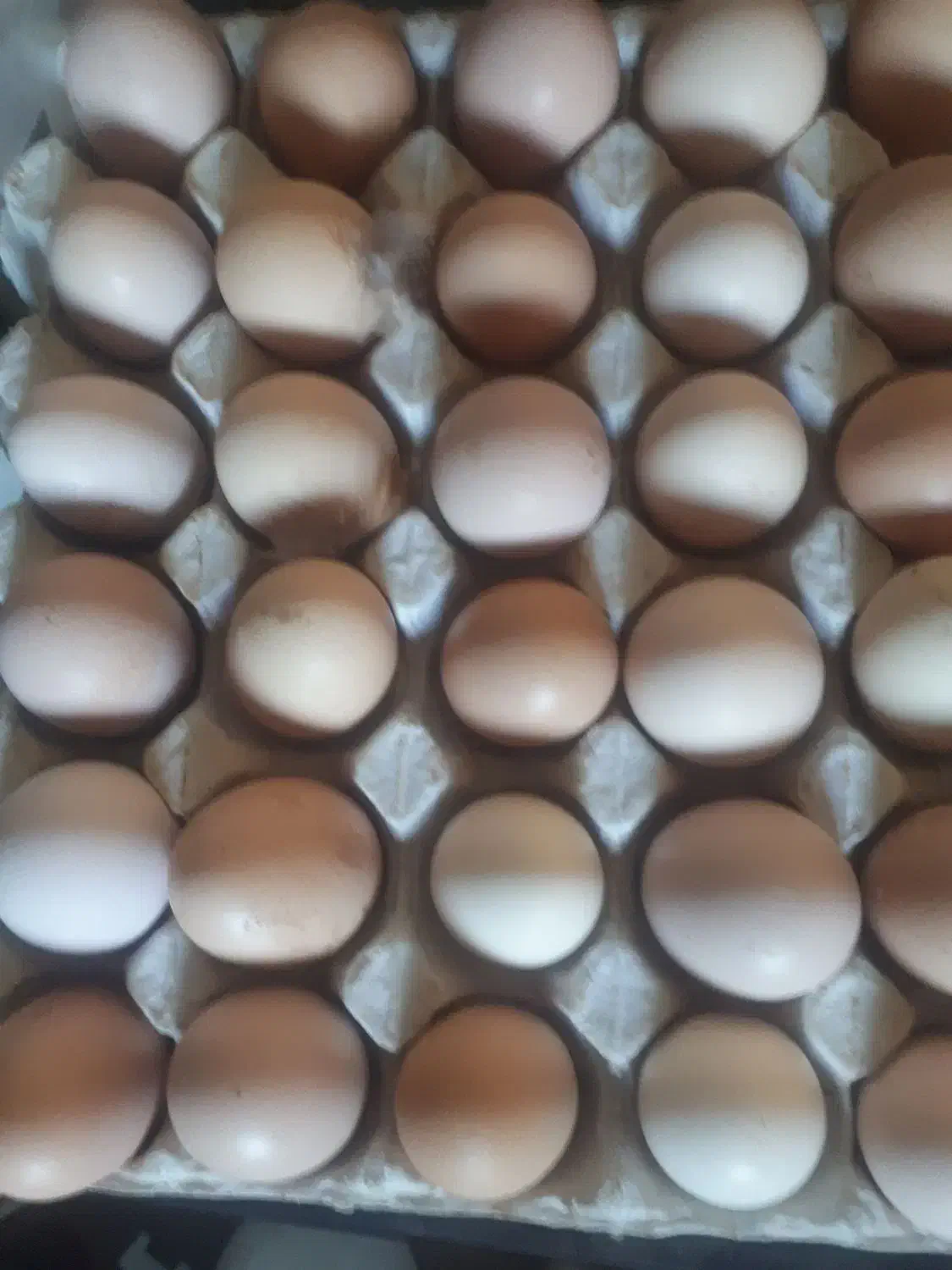 تخم مرغ محلی نطفه دار|حیوانات مزرعه|قزوین, |دیوار