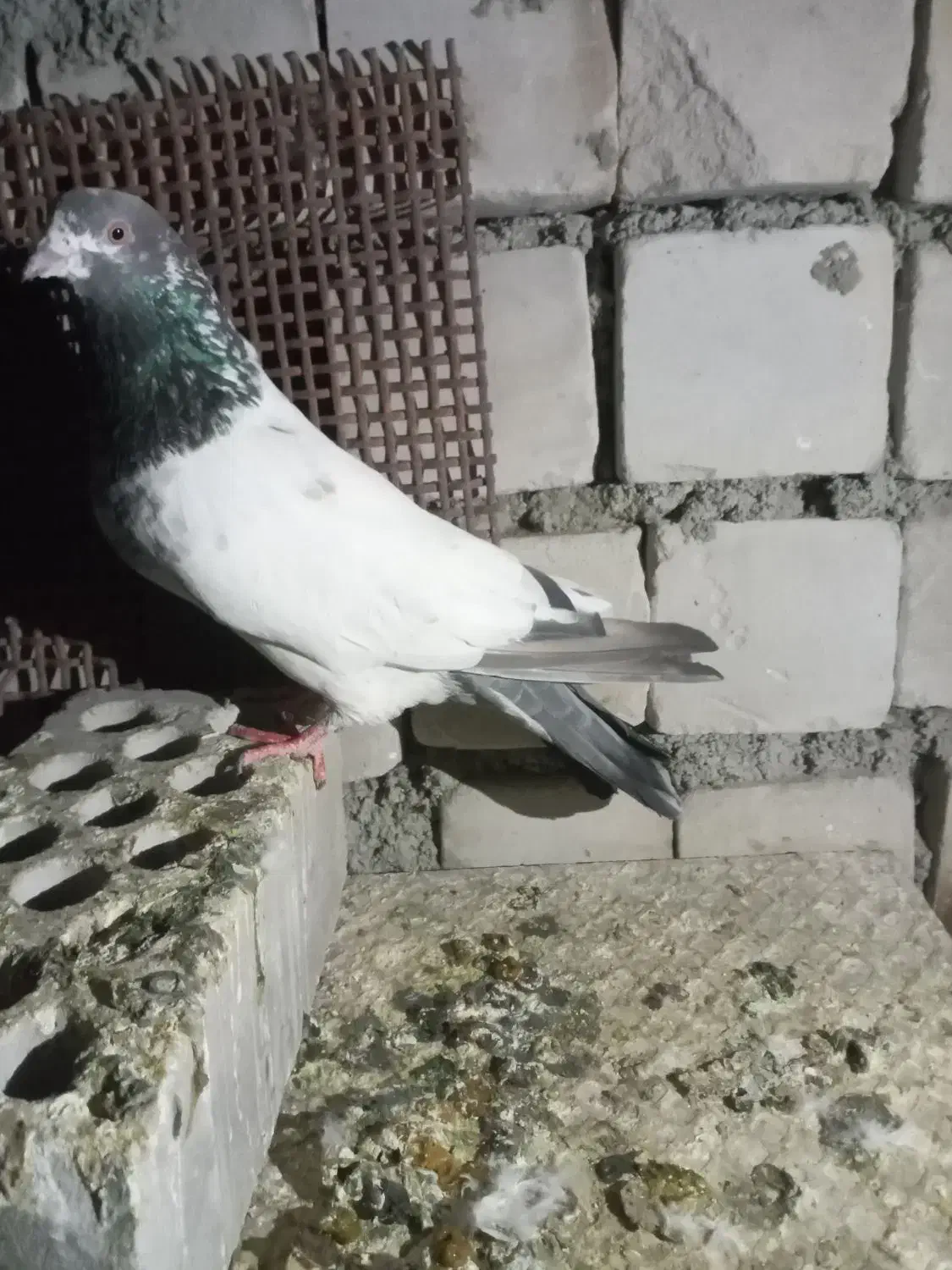 کفتر|پرنده|ایرانشهر, |دیوار