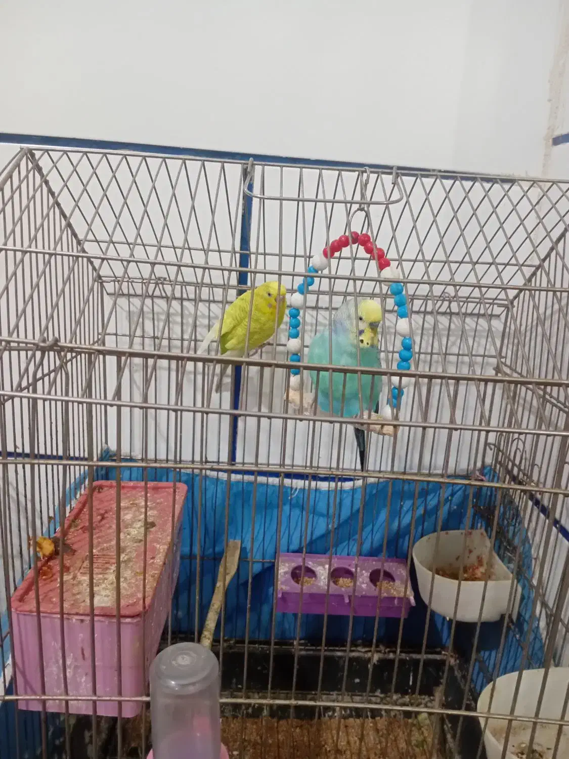 مرغ عشق|پرنده|آبادان, |دیوار