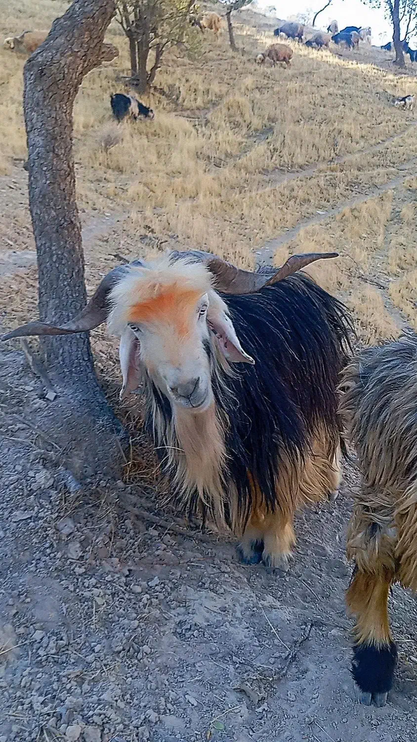 بعده تخمی|حیوانات مزرعه|ایذه, |دیوار