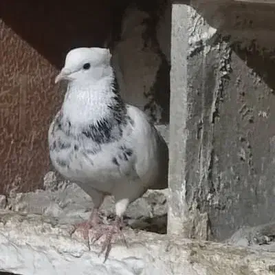 کبوتر طوقی|پرنده|اسیر, |دیوار