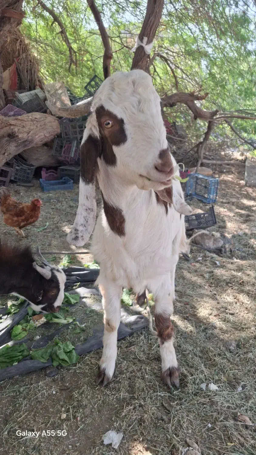 کهره پاکستانی|حیوانات مزرعه|رودخانه, |دیوار