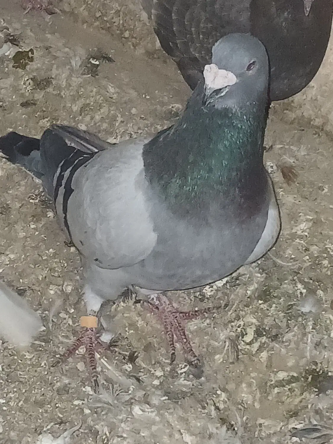 کفتر|پرنده|سبزوار, قاضی زاد|دیوار