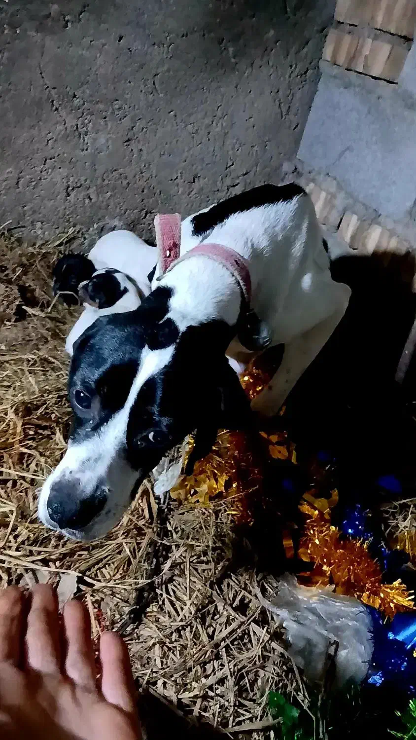 طوله دنبلانی|سگ|مینودشت, |دیوار