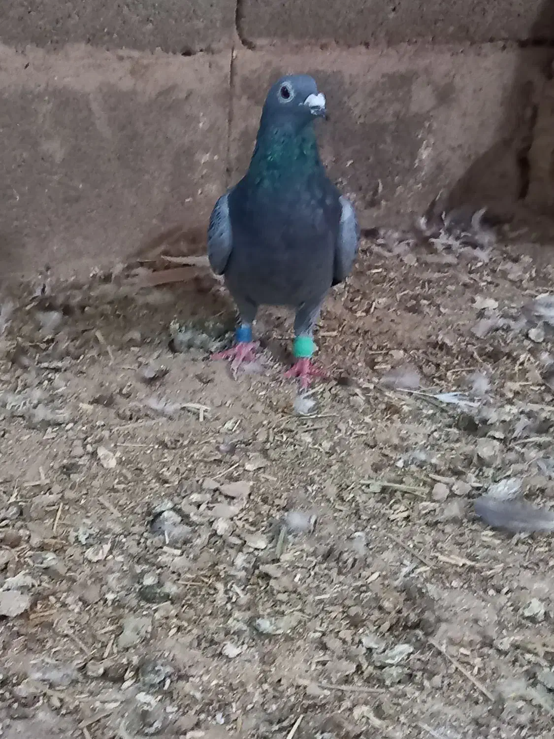 کبوتر|پرنده|قوچان, |دیوار