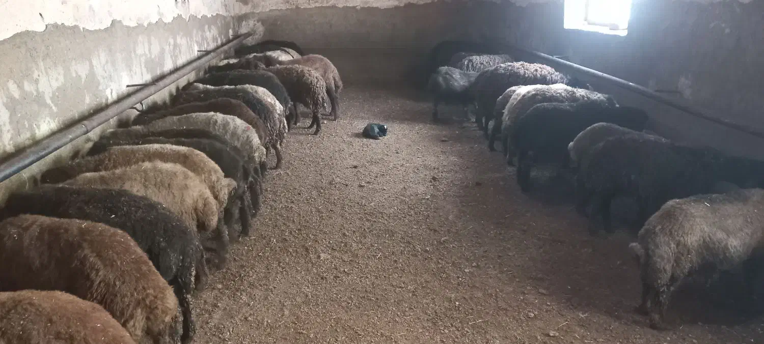 بره نر|حیوانات مزرعه|سارال, |دیوار