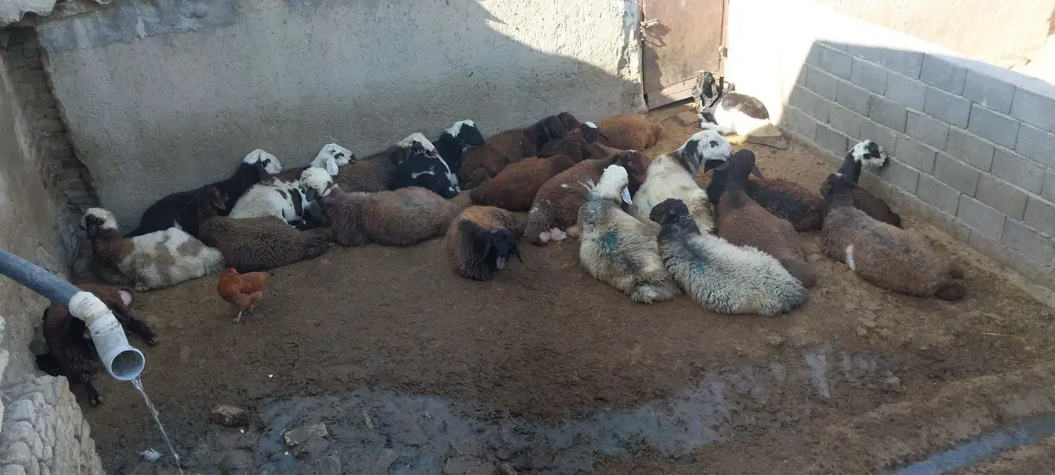 بره نر|حیوانات مزرعه|بروجرد, |دیوار