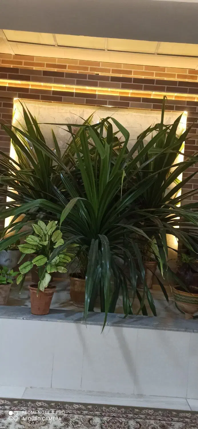 گل خنجری|گل و گیاه طبیعی|فردوس (خراسان), |دیوار