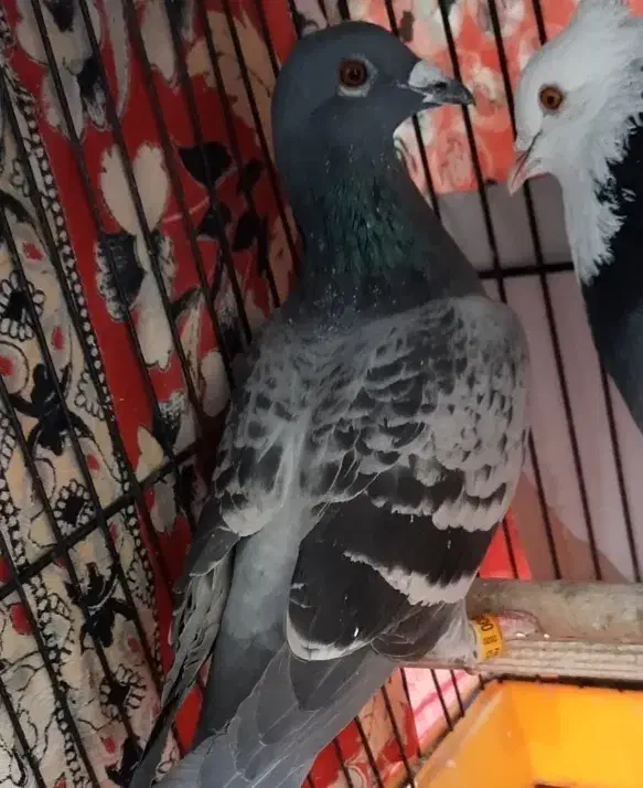 دوبر ماده|پرنده|اردبیل, |دیوار