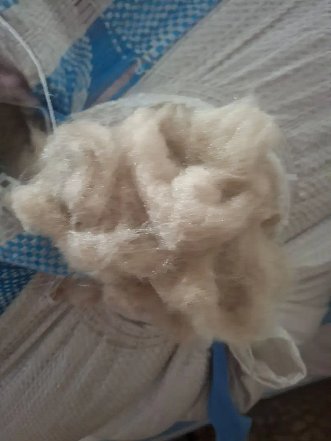 پرزپتو|لوازم خیاطی و بافتنی|ساوه, |دیوار