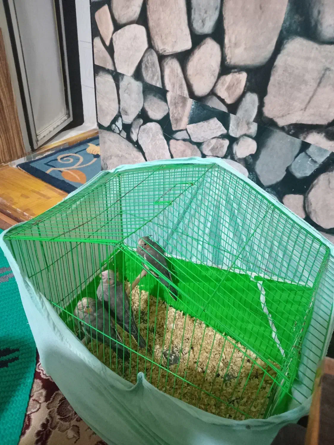 جوجه عروس  سرلاکی نرم خور طوطی برزیلی|پرنده|پاکدشت, حصار امیر|دیوار