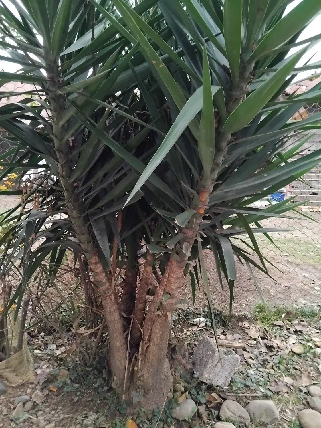 گل یوگا|گل و گیاه طبیعی|تالش, طولارود|دیوار