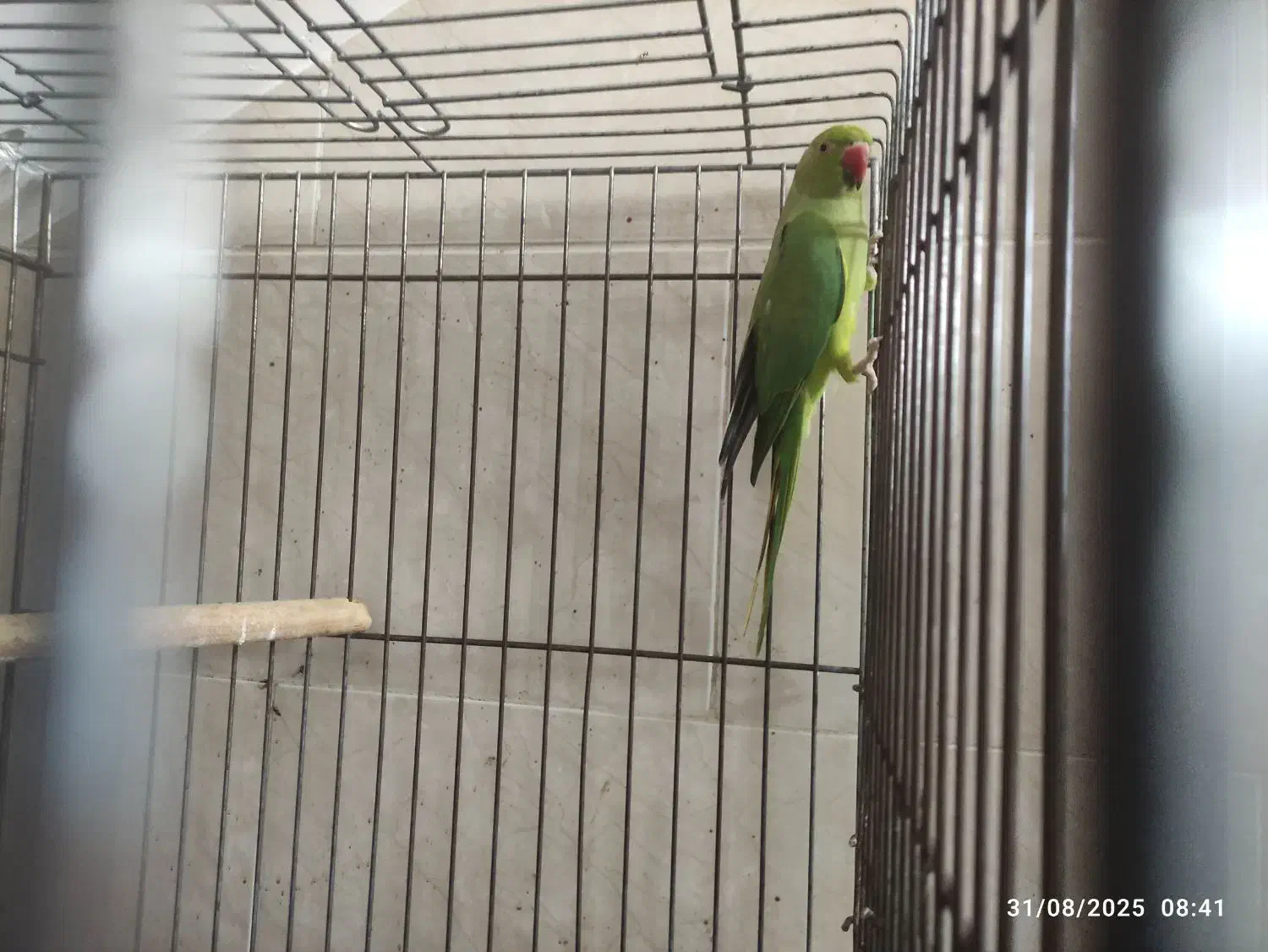 طوطی ملنگو|پرنده|لنگرود, |دیوار