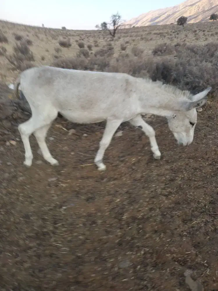 فروش|حیوانات مزرعه|خفر, |دیوار