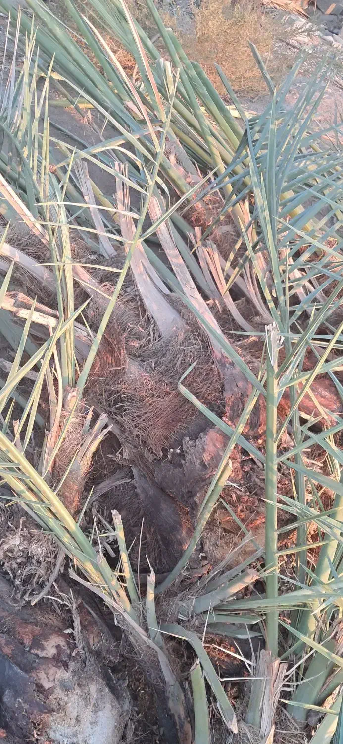 فروش فسیل کلیته مضافتی..|گل و گیاه طبیعی|جیرفت, |دیوار