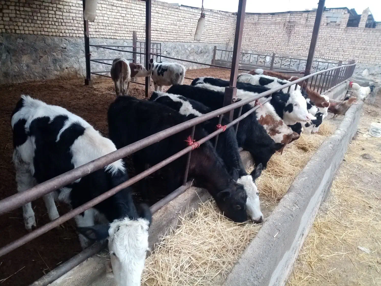 گوساله ماده سیمینتال|حیوانات مزرعه|جعفرآباد, |دیوار