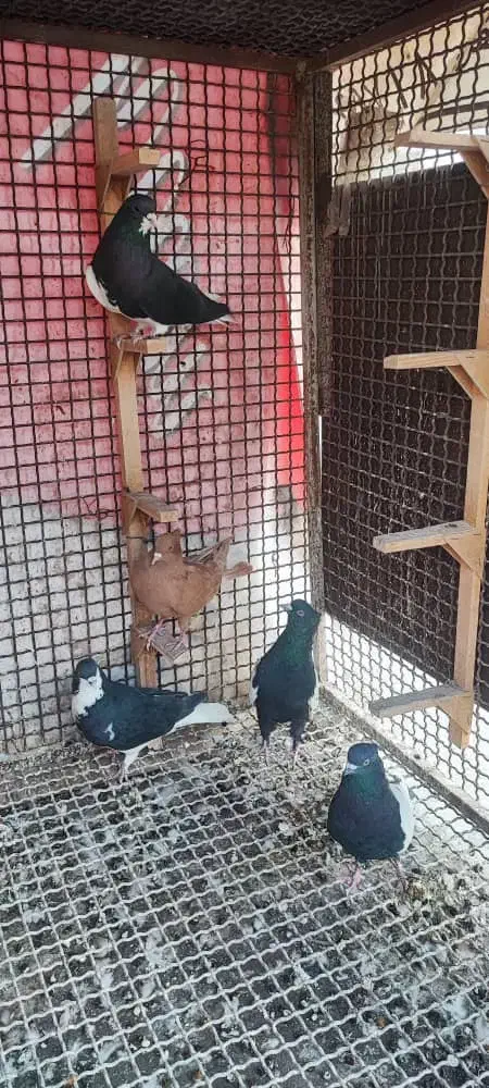 کبوتر شهری|پرنده|بندرعباس, |دیوار