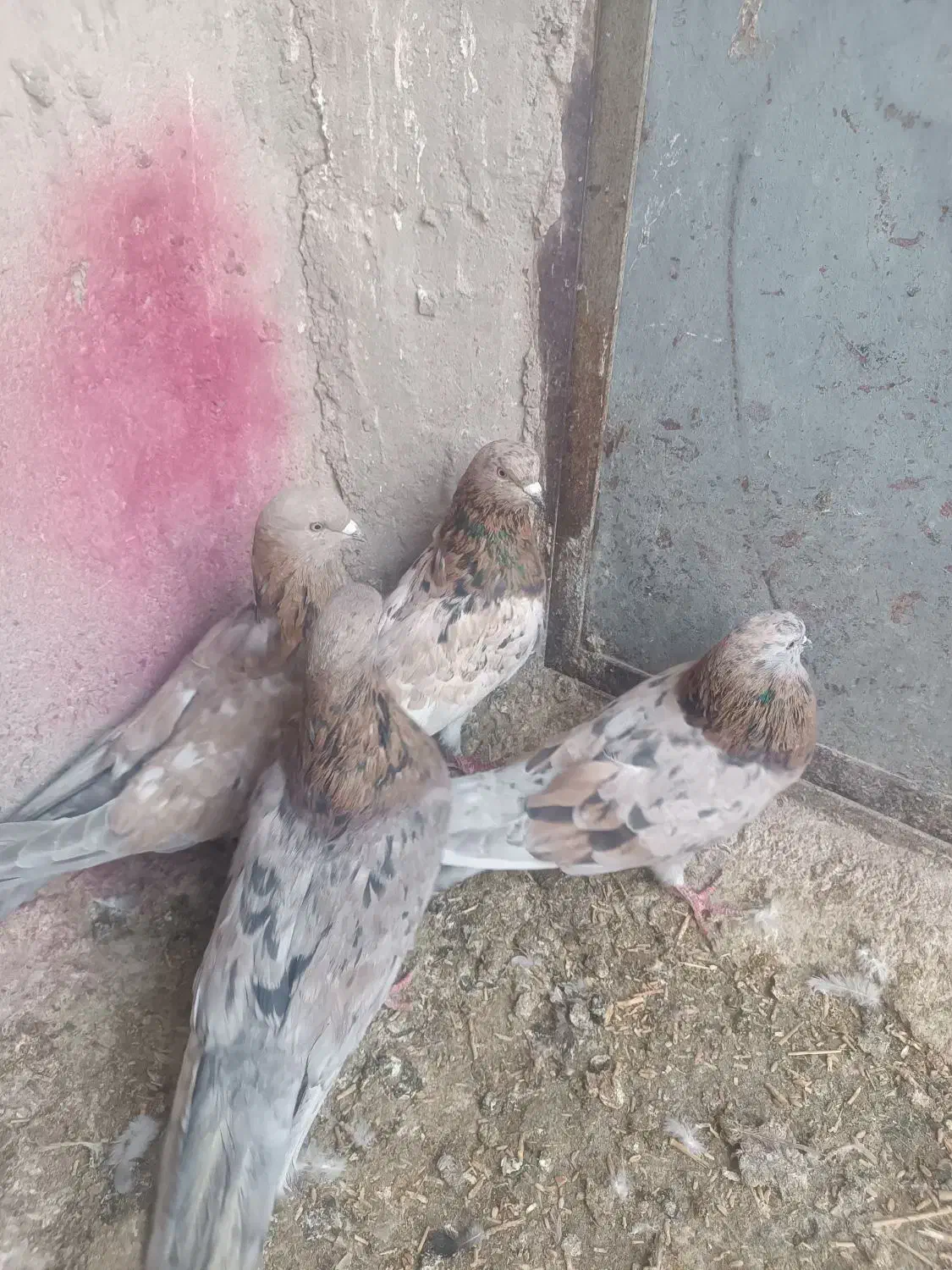 ۴عددسوربازیکن نر|پرنده|بم, |دیوار