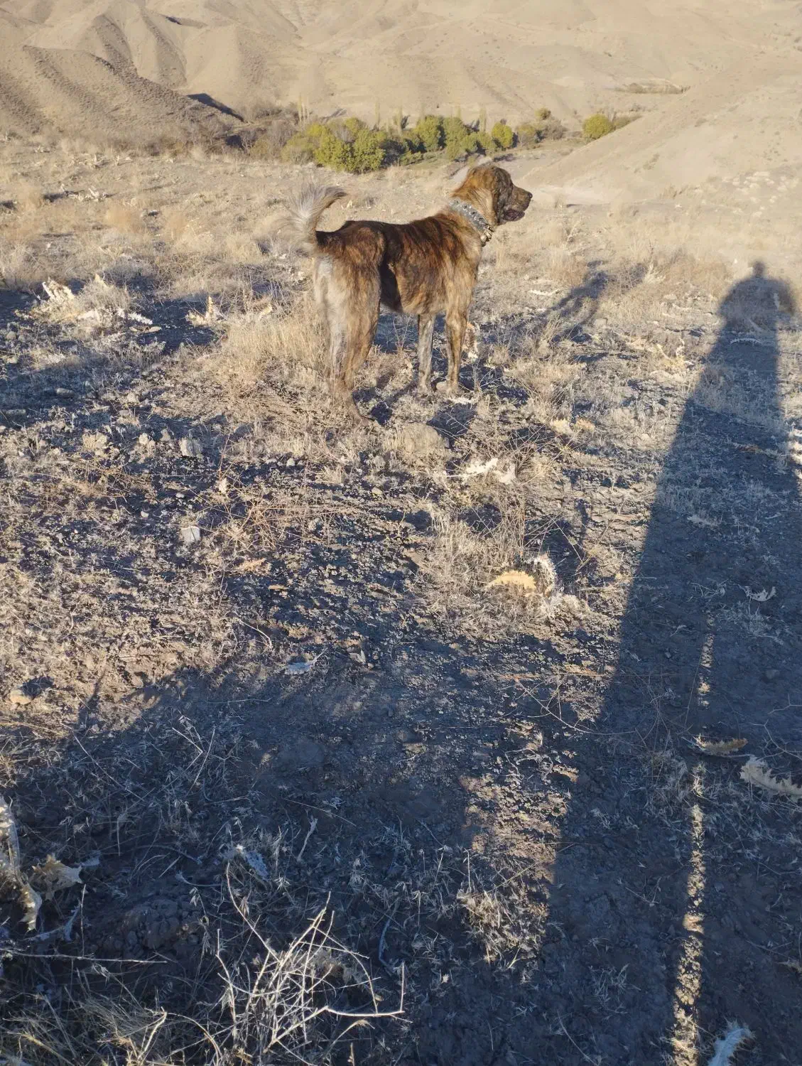 توله سگ|سگ|سبزوار, ایزی شهر|دیوار