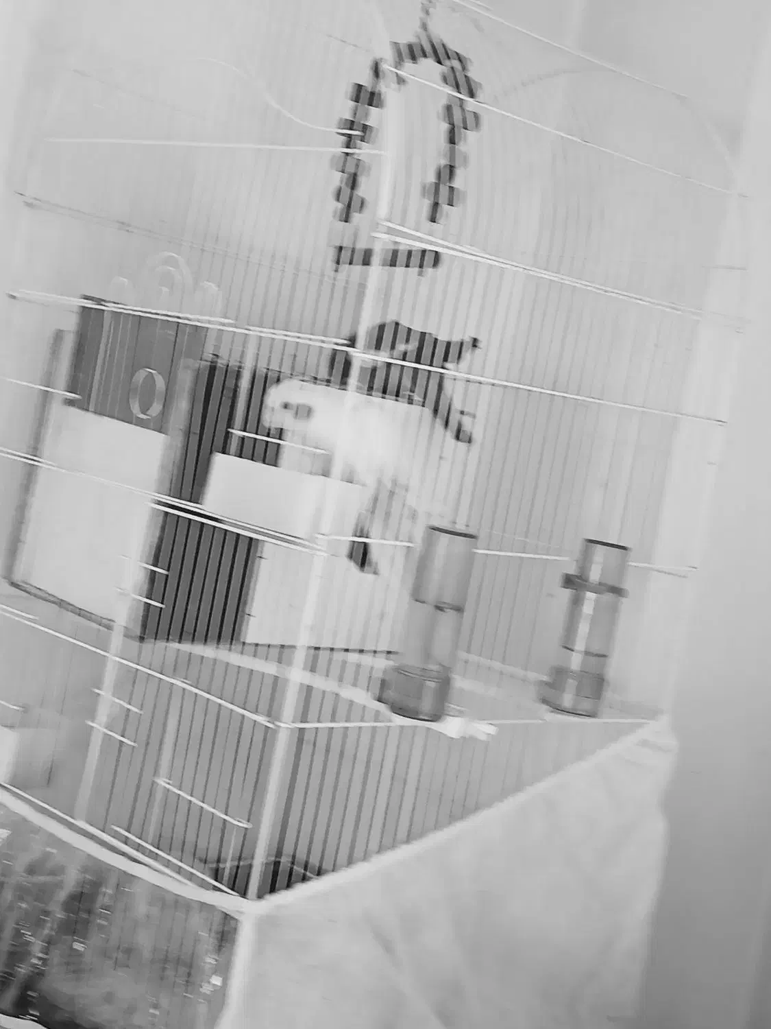 عروس هلندی به همراه ۴ تا تخم|پرنده|اسفراین, |دیوار