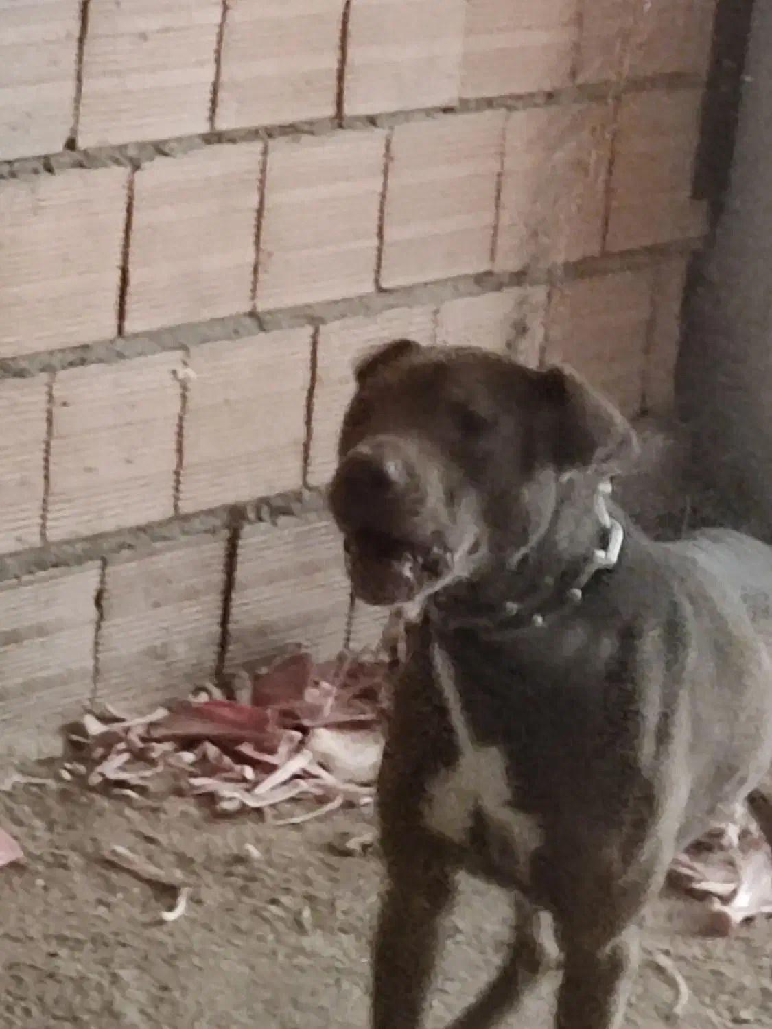 سگ پیتبول|سگ|گرگان, |دیوار