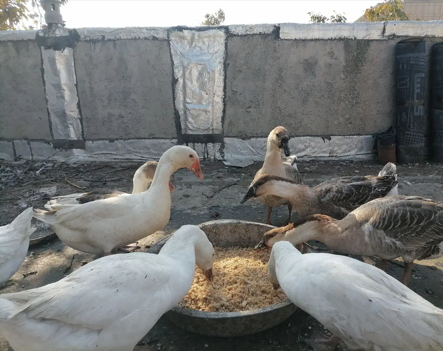 غوغاز وغاز|حیوانات مزرعه|کلاله, |دیوار