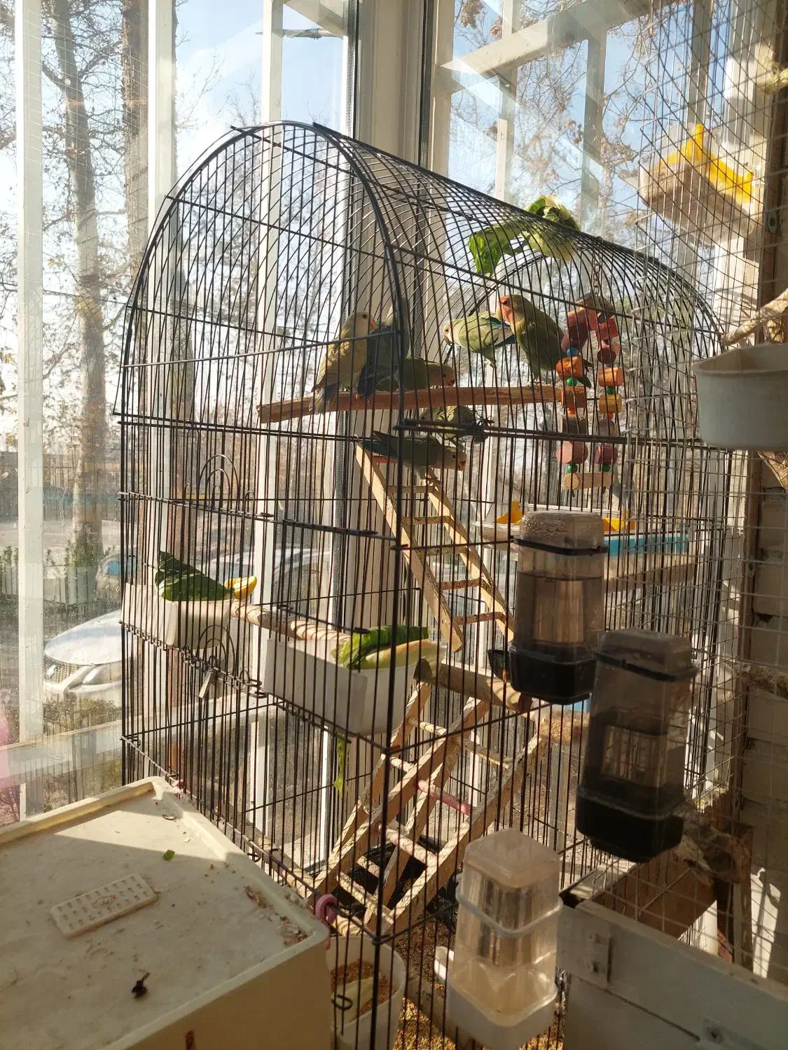 طوطی بریزیلی|پرنده|تهران, امام زاده عبدالله|دیوار